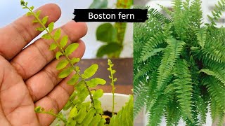 Boston Fern  Nephrolepis Exaltata  Soil Mixture For Boston Fern  Repotting video gardening [upl. by Hosfmann]