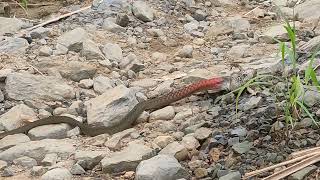 Red Necked Keelback catching its prey large frog [upl. by Edvard522]