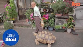 Tokyo tortoise daily walk in the city with owner Mitani Hisao  Daily Mail [upl. by Nerahs]