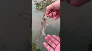 Catfish  Mystus mysticetus shorts fishing [upl. by Faso69]