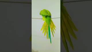 ULTA LATANE WALA PARROT TALKING TRAINING MITHUU talkingparro pablo parrotlover fantasticparrot [upl. by Kwang]