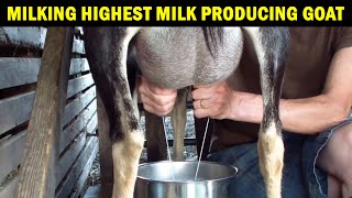 Milking Goat By Hand  Milking Highest milking Goat  Milking Alpine Goat  How to Milk a Goat [upl. by Ymor]