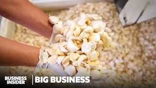 How The US Biggest Garlic Producer Survived The Fall Of American Garlic  Big Business [upl. by Novelc]