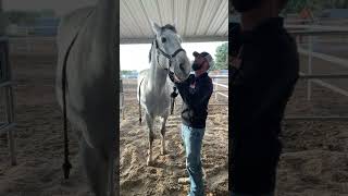 Sport Horse Chiropractic Dr Mike Adney is live [upl. by Rezal188]