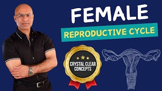 Female Reproductive Cycle  Menstrual Cycle  Hormones [upl. by Atilek]