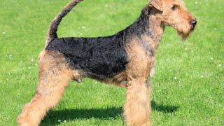 Airedale Terriers and Endocrine Problems What You Need to Know [upl. by Laurita]