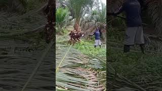 Kebablasan Pruning kelapa sawit sampai bongsai [upl. by Raveaux263]