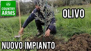 Piantare lolivo tecnica di impianto tradizionale [upl. by Gisella924]