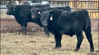 Baintree Angus  625 November Steers Calves  60 Head Sundre AB [upl. by Inalawi]