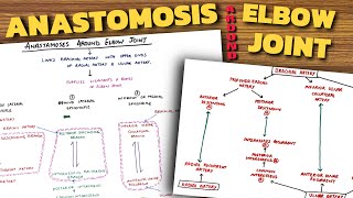 Anastomosis Around Elbow Joint  Elbow Joint Anatomy 34 [upl. by Trinetta48]