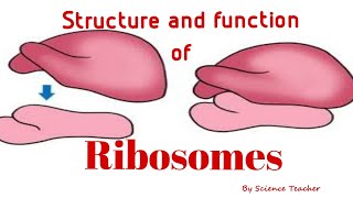 Ribosomes  Ribosome structure  ribosome functions  ribosomes diagram and types of ribosomes [upl. by Clarkson217]