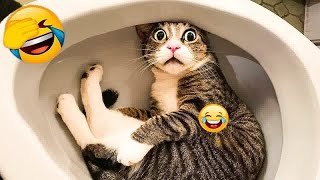 I would die laughing for these FUNNIEST Cats 😜Funniest Cat Reaction😬🐶 [upl. by Ilrebmik855]