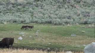 Yellowstone wolves Big Blaze [upl. by Brelje980]