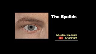 The eyelids Anatomy mbbs education bds headandneckanatomy eyelid [upl. by Nnylesor]