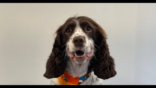 Springer Spaniel Full Groom  Dog Grooming [upl. by Wendell]