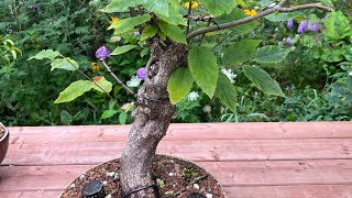 Hophornbeam  Ostrya virginiana  Bonsai tree [upl. by Now]