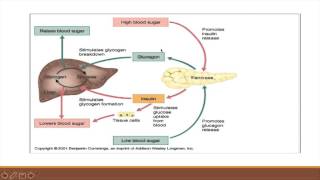 Glucose Metabolism and Regulation [upl. by Bilicki]