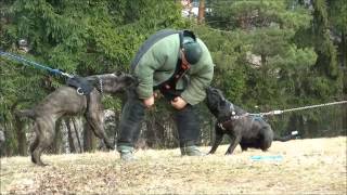 ABA  American Bandog Association Americký bandog asociace [upl. by Monteria822]