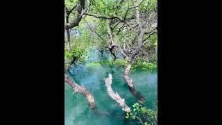 Bale Mangrove Lombok Timur [upl. by Anaoj]