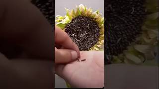 Grow Sunflowers FAST 🌻 Seed to Sprout in DAYS 🌱 GardeningTips SunflowerMagic Seeds [upl. by Reta]