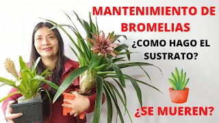 TODO SOBRE BROMELIAS MANTENIMIENTO CORRECTO Y TIPS [upl. by Ferris]