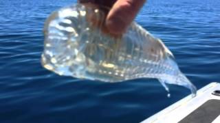 Fisherman Plucks Bizarre Translucent Wobbly Shrimplike Creature From The water Off New Zealand [upl. by Ahseena601]