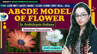 ABCDE MODEL OF FLOWER  Arabidopsis thaliana  CSIR NET  GATE  JYOTI KUMARI [upl. by Struve776]