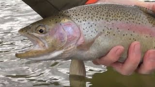 Big Sky Outdoors  Fishing the Skwala hatch on the Bitterroot River [upl. by Meedan]