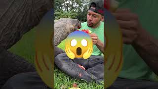 ET VOICI LINTÉRIEUR DE LA BOUCHE DUNE TORTUE 🐢 youtube youtubeshorts shorts [upl. by Tomkiel]