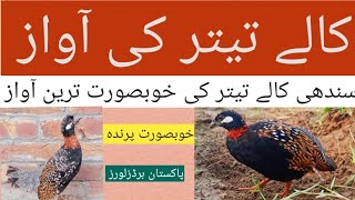 Sindhi kale teetar ki awaz  black francolin voice [upl. by Leeann478]