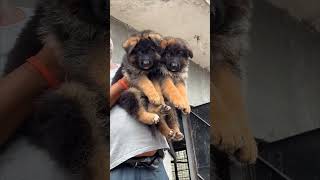 GERMAN SHEPHERD trendingshorts trending ytshorts shortfeed shorts shortsviral viralvideo yt [upl. by Eras667]