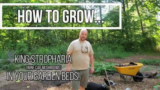 How to Grow Wine Cap Mushrooms In Your Garden Bed [upl. by Katzen]