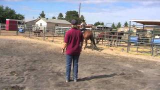 A Schuerr Thing Horse Training Kingman Arizona Kassie Schuerr Owner Trainer YouTube [upl. by Ennagem]