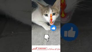 Kitten meowing to attract catsbali ke bache baliyon ko meo [upl. by Llerrehc37]