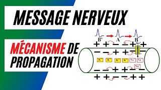 Comment se fait la propagation du message nerveux sur une fibre nerveuse [upl. by Lief]