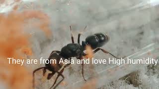 Ectomomyrmex Astutus  Ants Davey Unboxing [upl. by Olethea]