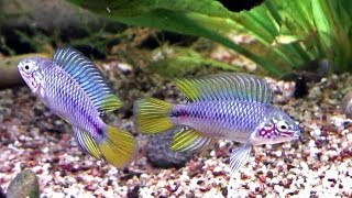 Apistogramma borellii Pflege und Zucht im Aquarium [upl. by Anerac]