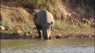 Black Rhino at Waterhole [upl. by Pacian]