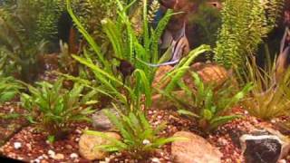 Aquarium Plants [upl. by Assennej]