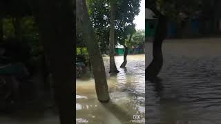 Bangladesh Feni Floods  Sonagazi kazir hat  Rakib Hossen [upl. by Ahsiemal525]