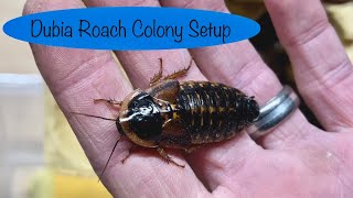 How to Care for Dubia Roaches Colony Setup and Maintenance [upl. by Eilatan]