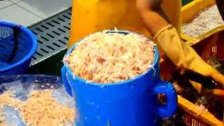 Public delicious shrimp dip recipe 새우젓 맛있게 담그는 법 [upl. by Fulvi438]