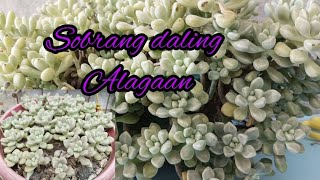 GRAPTOPETALUM MENDOZAE SOBRANG DALI ALAGAAN NO NEED NG CARE TIPS PROPAGATE NALANG NATIN [upl. by Eniagrom]