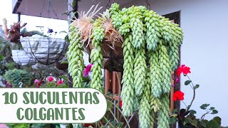 10 SUCULENTAS COLGANTES QUE DEBES TENER EN TU JARDÍN│Candy Bu [upl. by Erej]