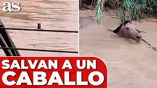 Un CABALLO ARRASTRADO por la corriente SE SALVA de la MUERTE [upl. by Cloe34]