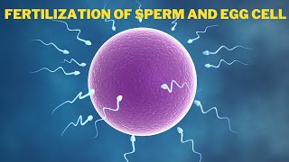 Fertilization of Egg and Sperm in Human  How Sperm Meets an Egg to Fertilize  biology cell dna [upl. by Wall]