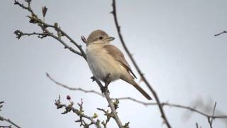 ISABELLINE SHRIKE lanius isabellinus Beeston Common Norfolk [upl. by Noivax]