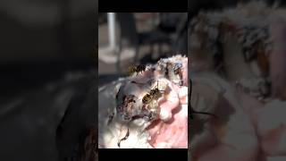 Wespen naschen Eis in Zeitlupe 🍨 🤪 wasp icecream slowmotion [upl. by Ecinue]