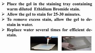 Staining Agarose Gel with Ethidium Bromide After Finishing Electrophoresis Running [upl. by Denni174]