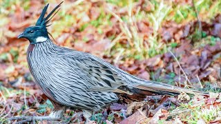 Koklass pheasant Pucrasia macrolopha in natural habitat [upl. by Conn807]